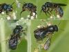 Ceratina chalcites